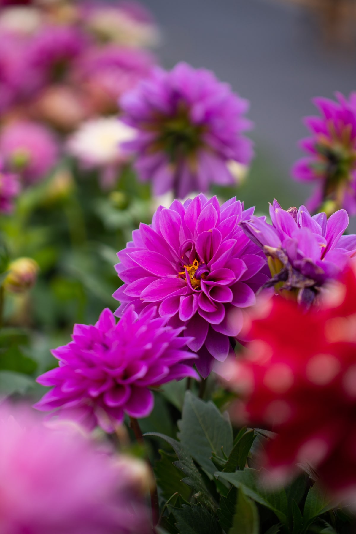 MK-60MM F2.8 Aps-C X