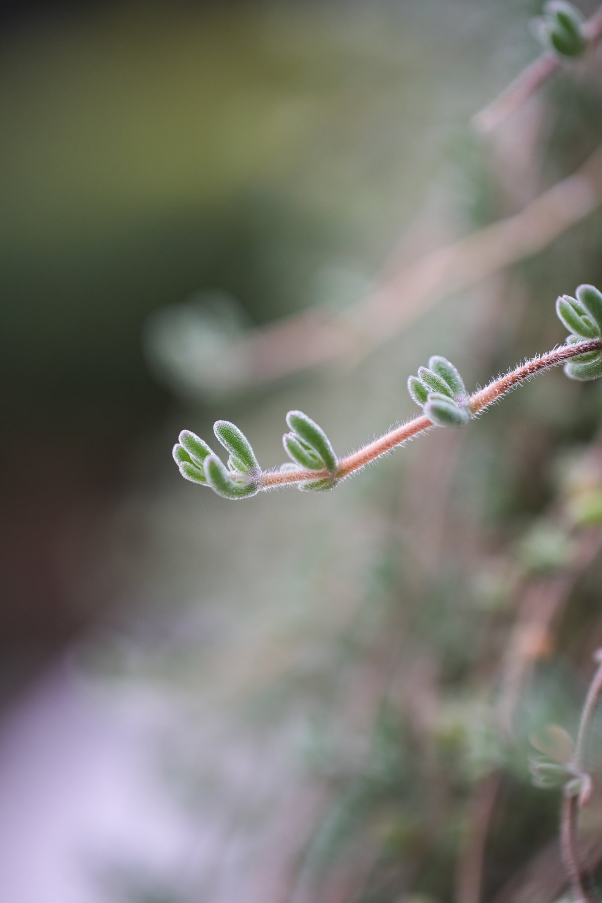 MK-60MM F2.8 Aps-C Z