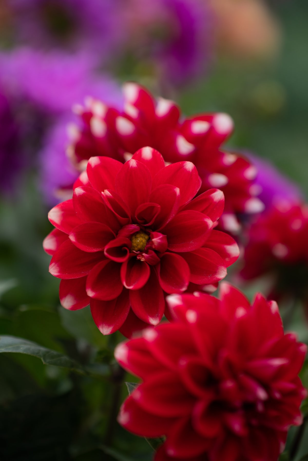 MK-60MM F2.8 Aps-C Z