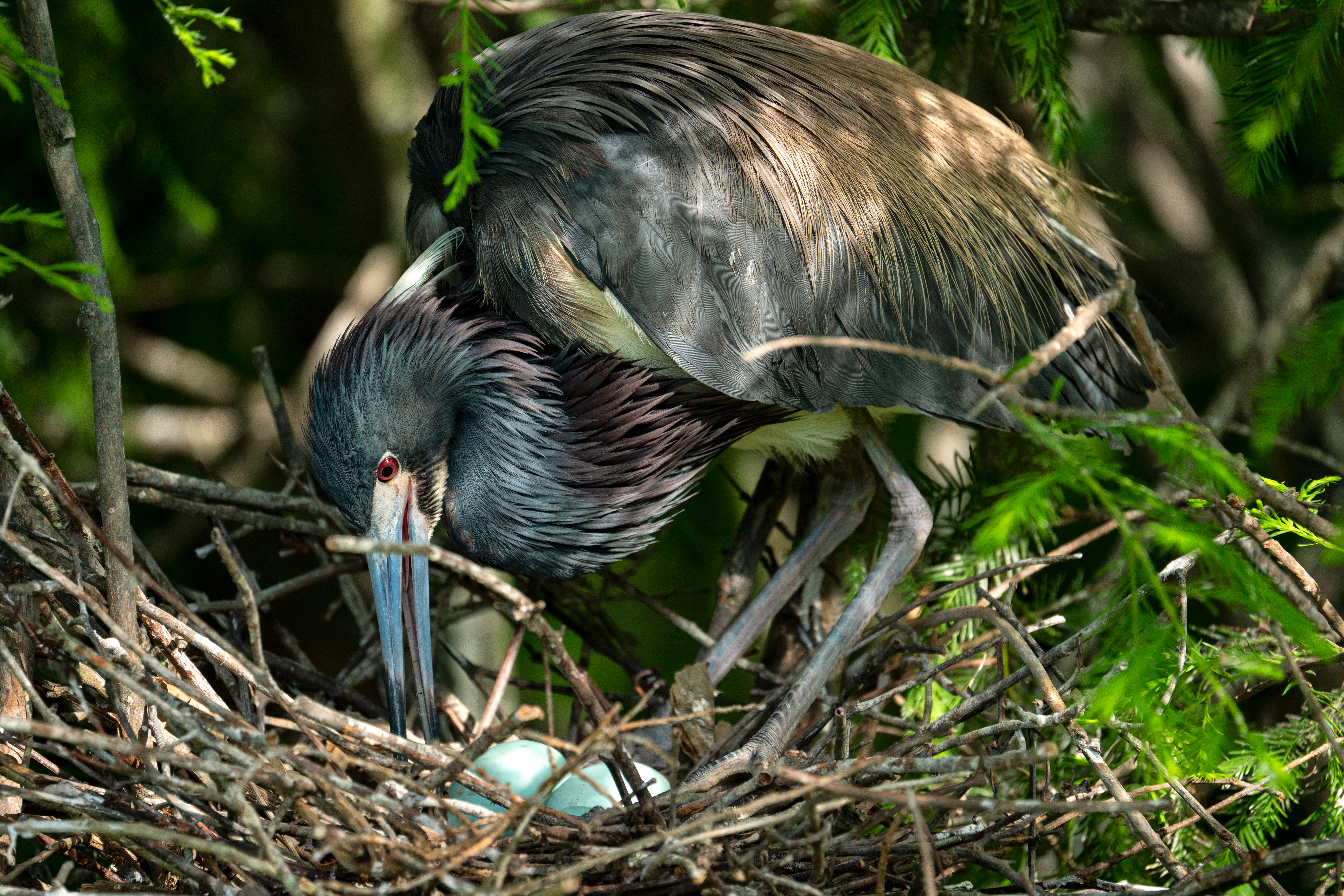 Sn&iacute;mek ptač&iacute;ho hn&iacute;zda focen&eacute;ho pomoc&iacute; objektivu Tamron