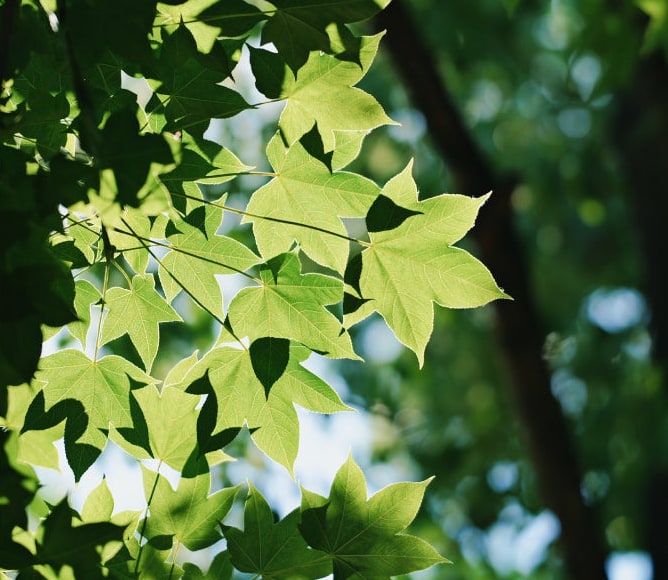 Meike 85mm F1.4 STM MIX II SL – Abbildung für hochauflösende Sensoren